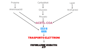 Schema del ciclo di Krebs, che mostra le principali tappe della respirazione cellulare aerobica