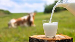 Bicchiere di latte versato all’aperto con una mucca sullo sfondo, simbolo naturale della presenza di lattosio nel latte vaccino