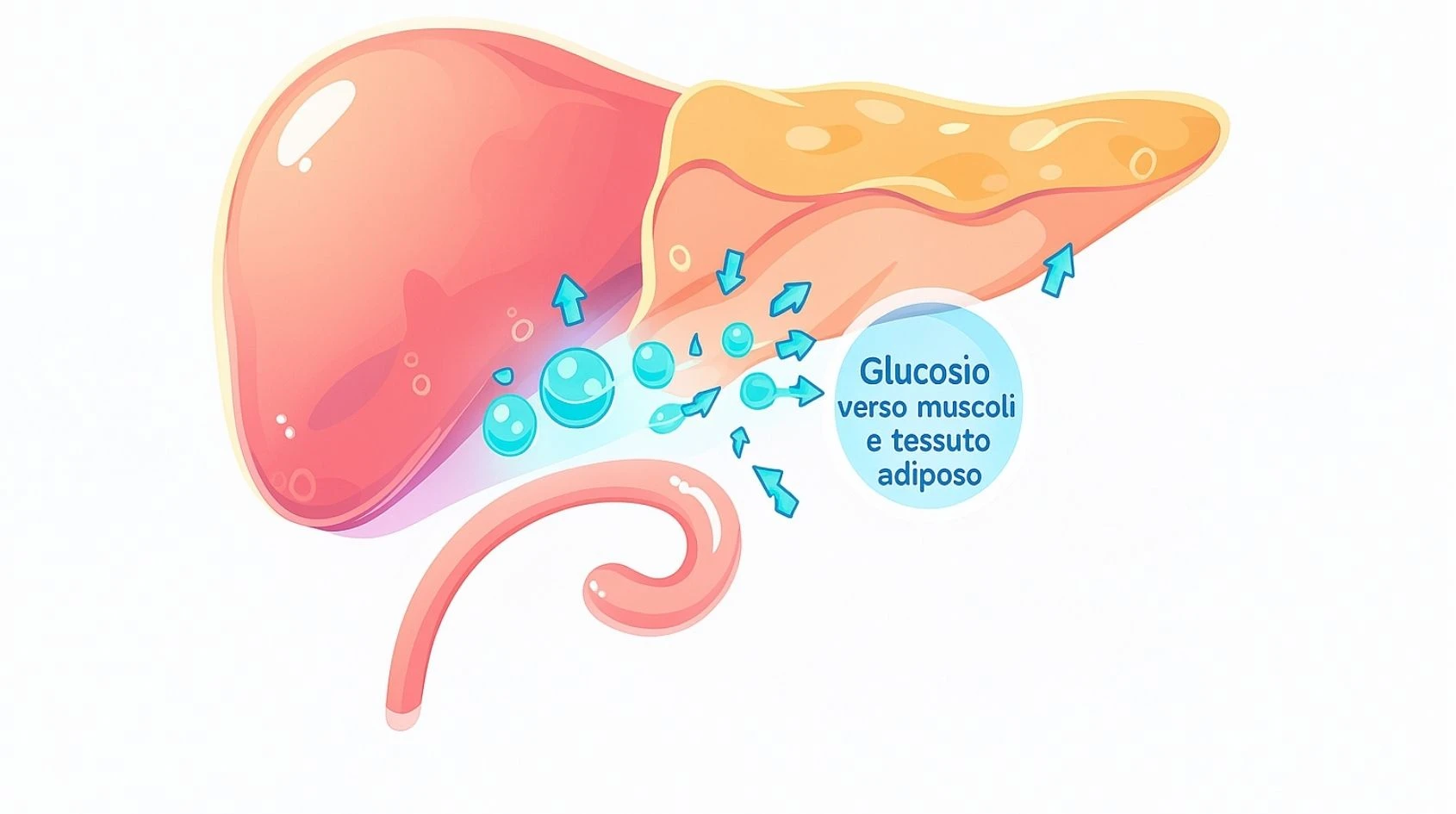 Illustrazione stilizzata del pancreas che secerne insulina per favorire l’assorbimento del glucosio da parte delle cellule muscolari e adipose