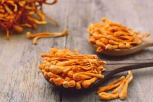 Fungo Cordyceps benefici