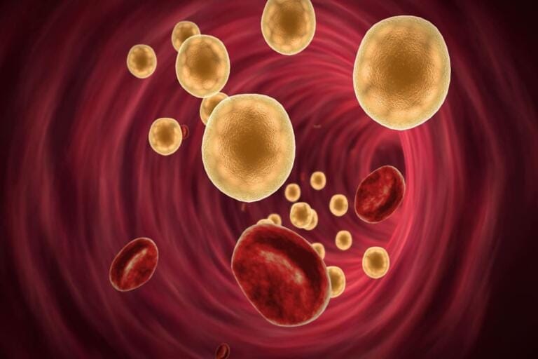 Colesterolo: un pericolo o un alleato da tenere d'occhio?