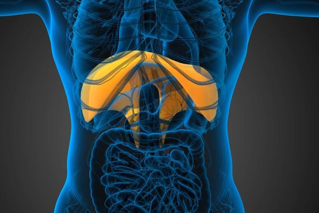 Illustrazione del diaframma, il principale muscolo della respirazione