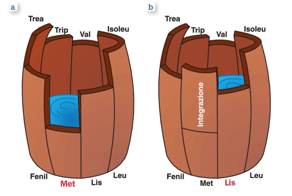 modello del barile di liebig