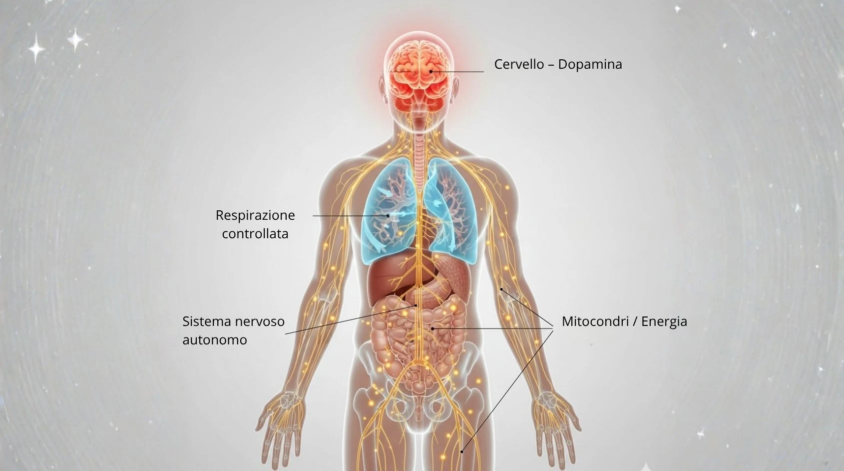 Immagine realistica di un corpo umano con aree cerebrali, respiratorie e mitocondriali evidenziate per mostrare i principali effetti fisiologici del Metodo Wim Hof