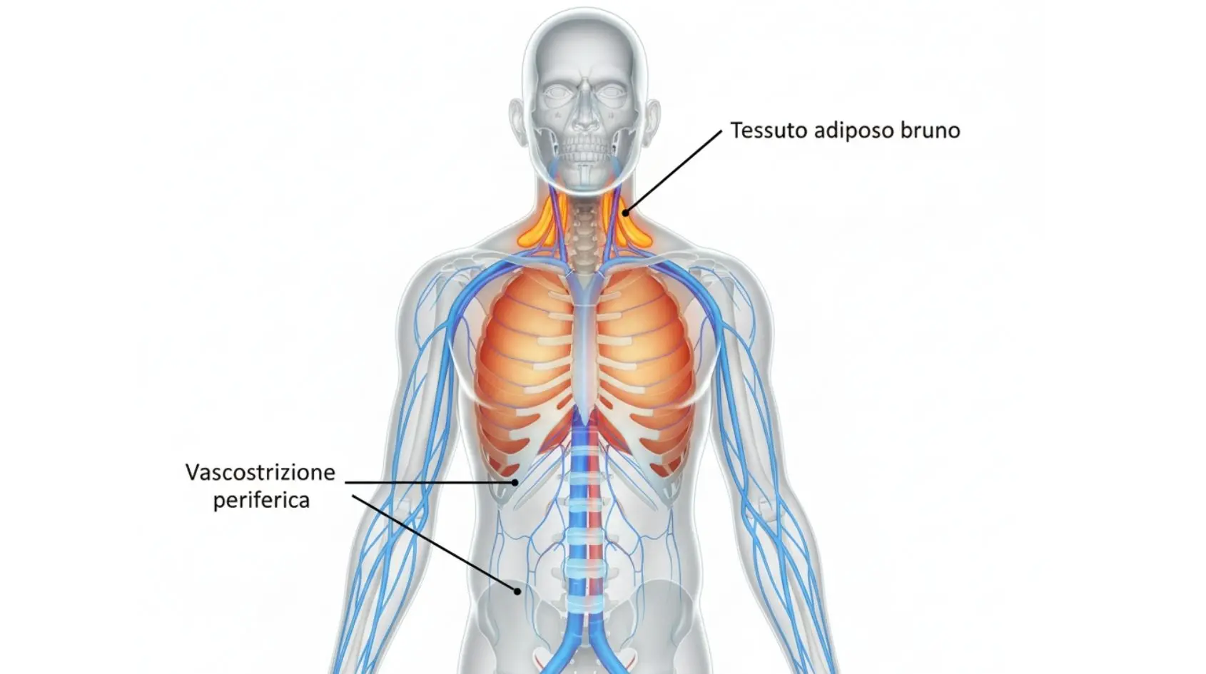 Illustrazione medica realistica del corpo umano che mostra gli effetti dell'esposizione al freddo - cold exposure - la vasocostrizione periferica e l’attivazione del tessuto adiposo bruno nella regione di spalle e collo