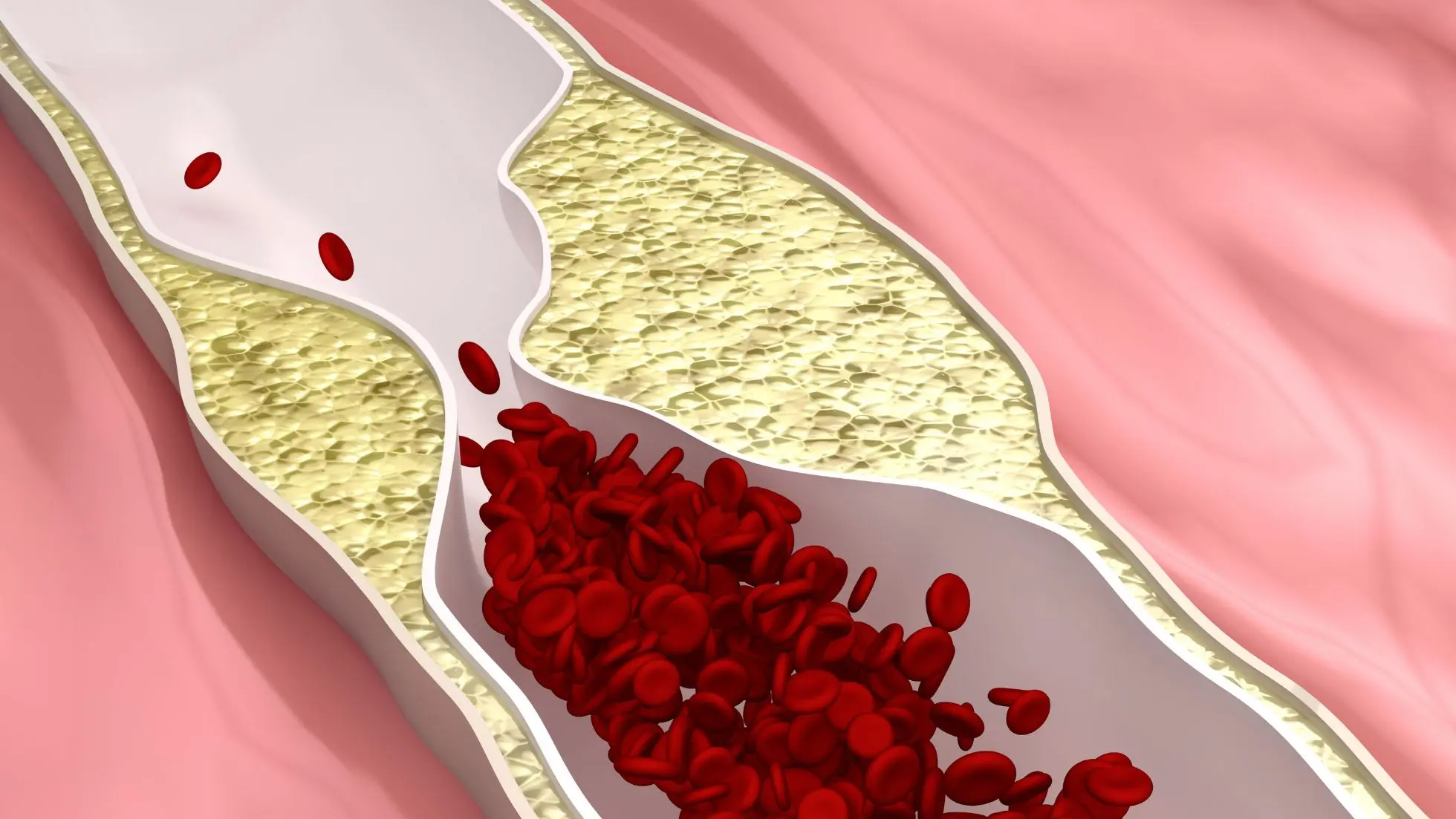 Illustrazione medica del cuore e delle arterie per rappresentare il ruolo della vitamina K2 nella salute cardiovascolare