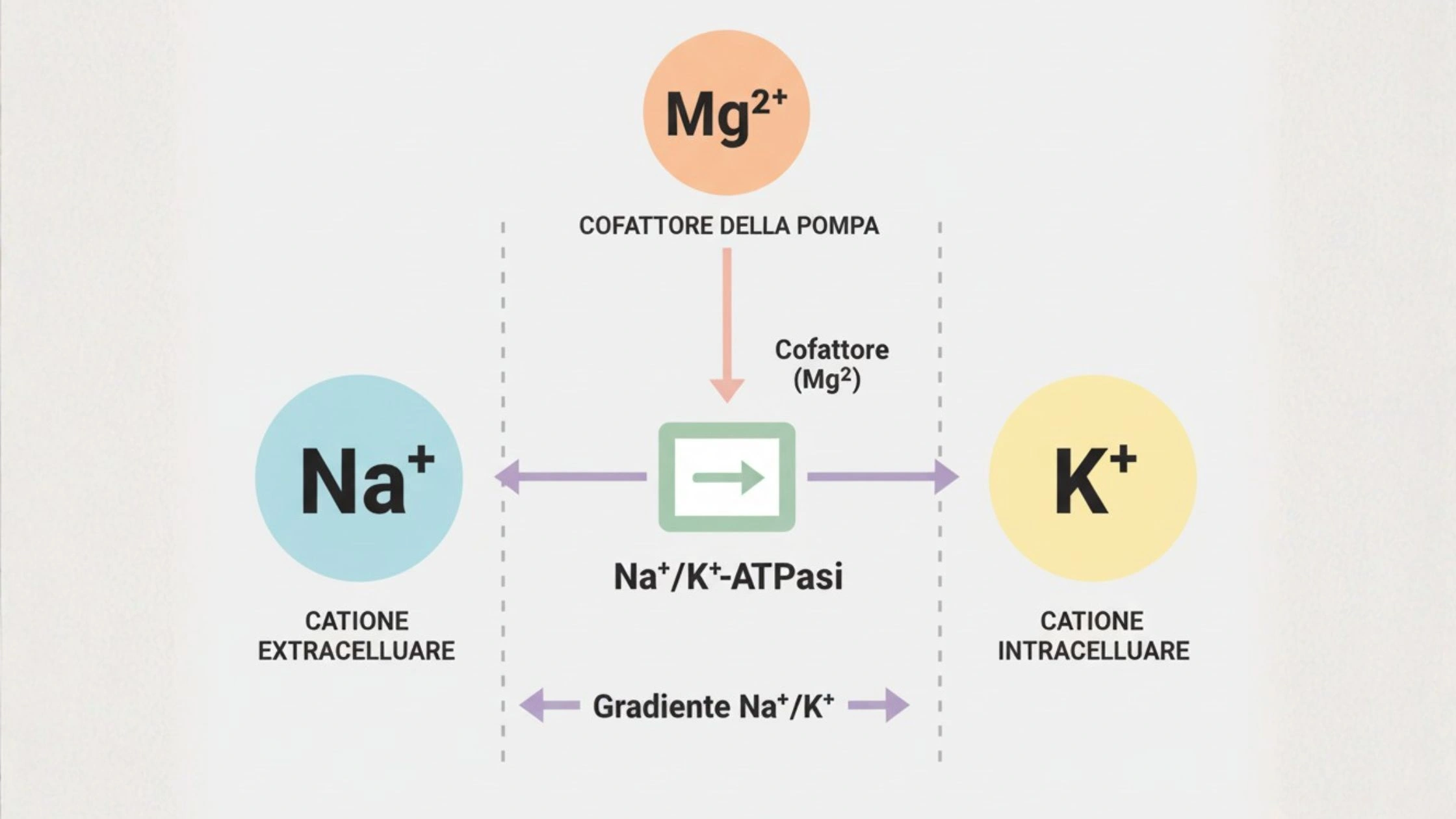 Schema concettuale che mostra il ruolo di sodio, potassio e magnesio nell’equilibrio elettrolitico: scambio Na⁺/K⁺ attraverso la membrana e attivazione della pompa da parte del magnesio