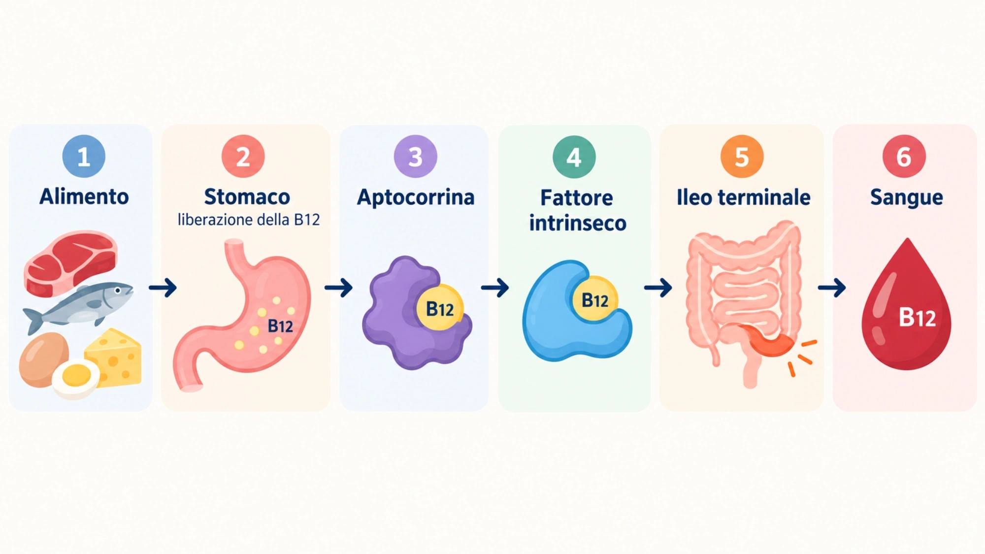 Schema semplice delle fasi di assorbimento della vitamina B12 dall’alimento al sangue