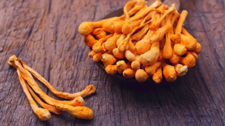 Cordyceps sinensis essiccato disposto su cucchiai di legno