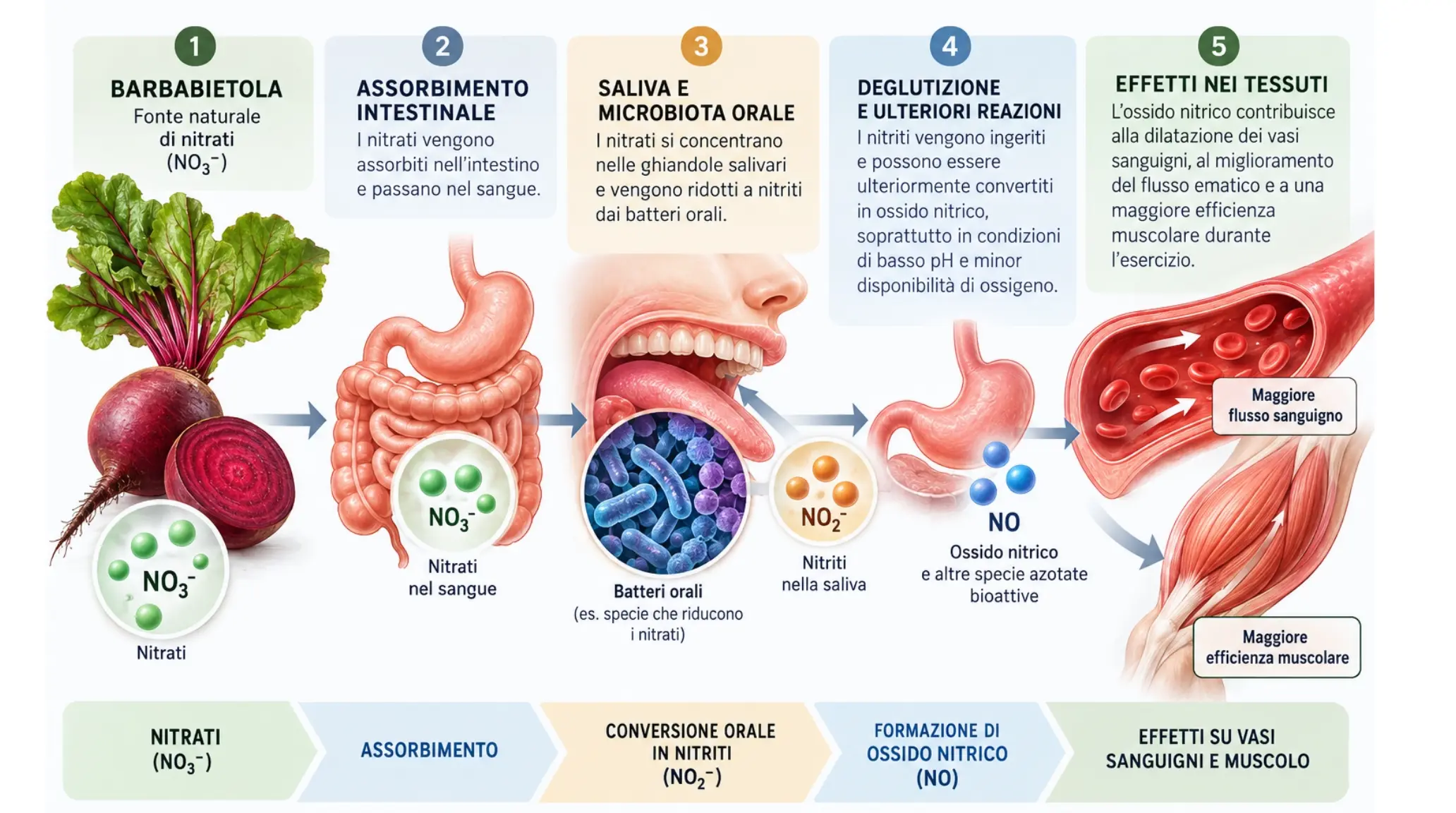 Schema della conversione dei nitrati della barbabietola in nitriti e ossido nitrico