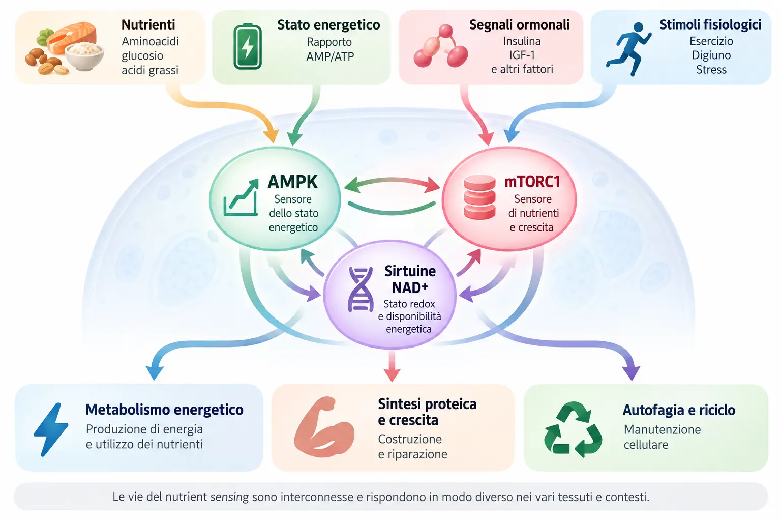 Infografica del nutrient sensing con AMPK, mTORC1 e sirtuine/NAD+ collegati ai segnali nutrizionali, energetici e alle risposte cellulari.
