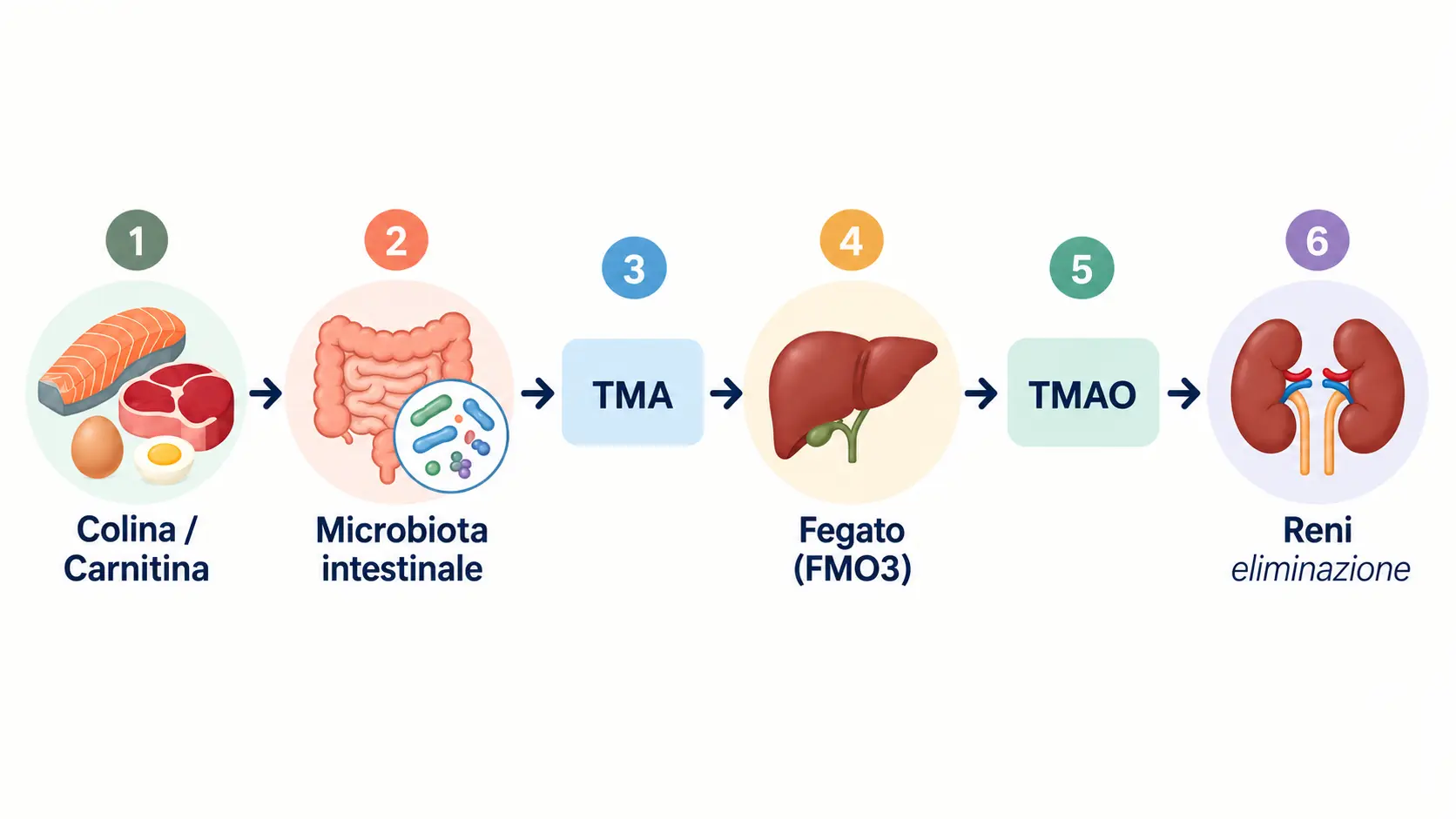 Diagramma del percorso metabolico del TMAO: colina e carnitina sono trasformate dal microbiota intestinale in TMA, convertita dal fegato tramite FMO3 in TMAO ed eliminata dai reni.