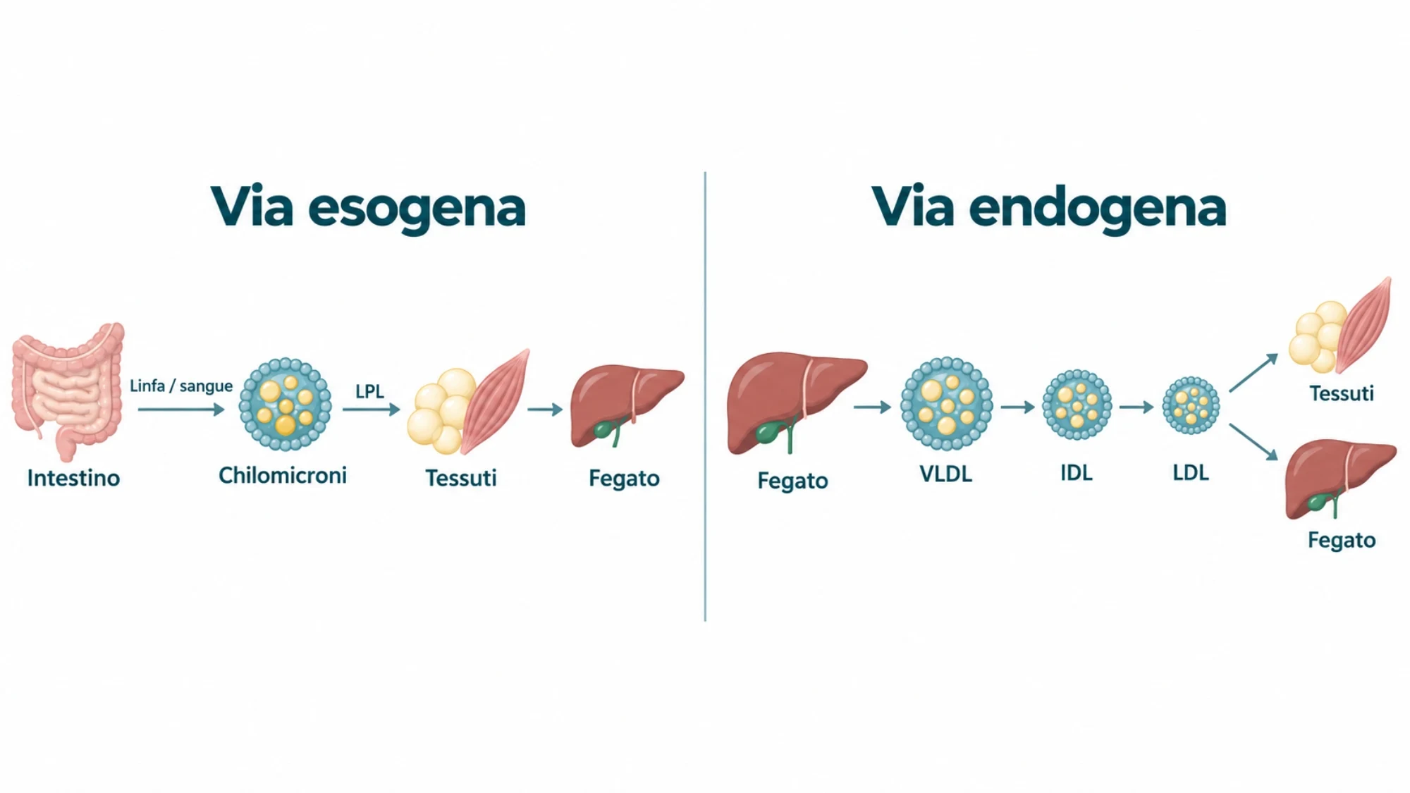 Schema delle vie esogena ed endogena del trasporto lipidico, con chilomicroni, VLDL, IDL e LDL
