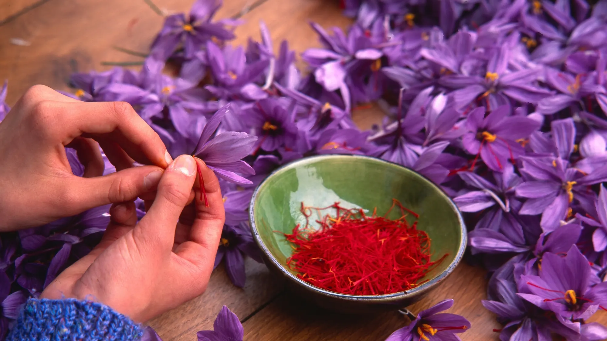 Mani che raccolgono gli stimmi rossi dello zafferano da fiori viola di Crocus sativus