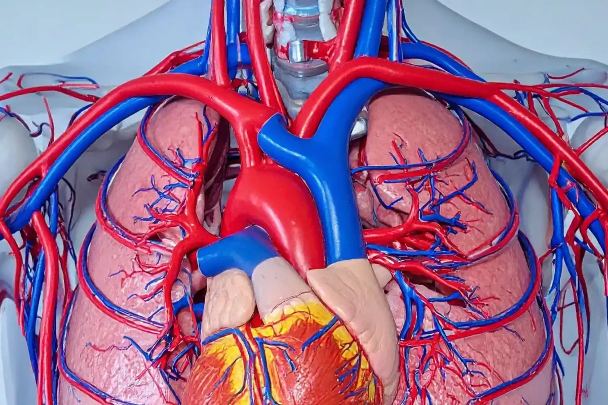 Illustrazione medica del cuore e delle arterie per rappresentare il ruolo della vitamina K2 nella salute cardiovascolare