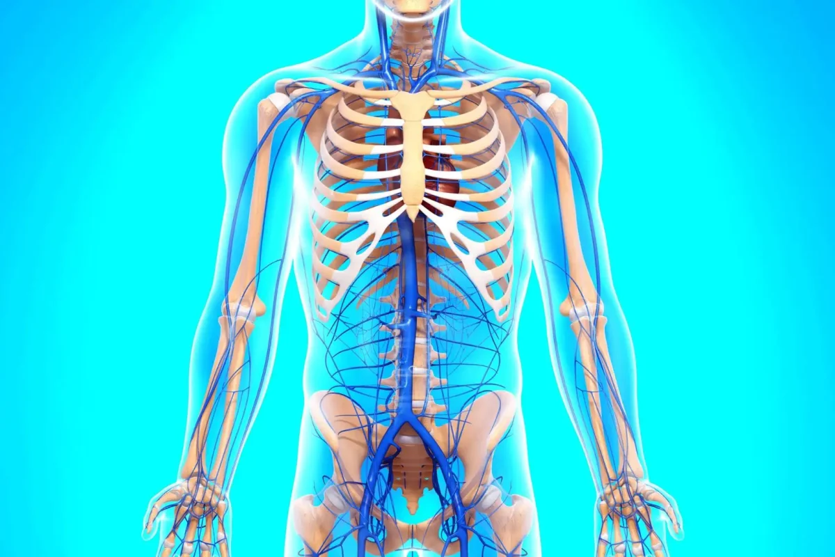 Effetti della vitamina K2 su ossa, cuore e metabolismo